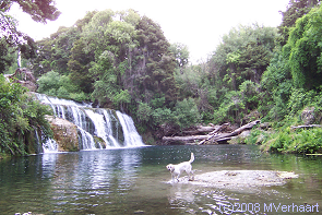 This is an image of a dog playing in some water, near a waterfall
